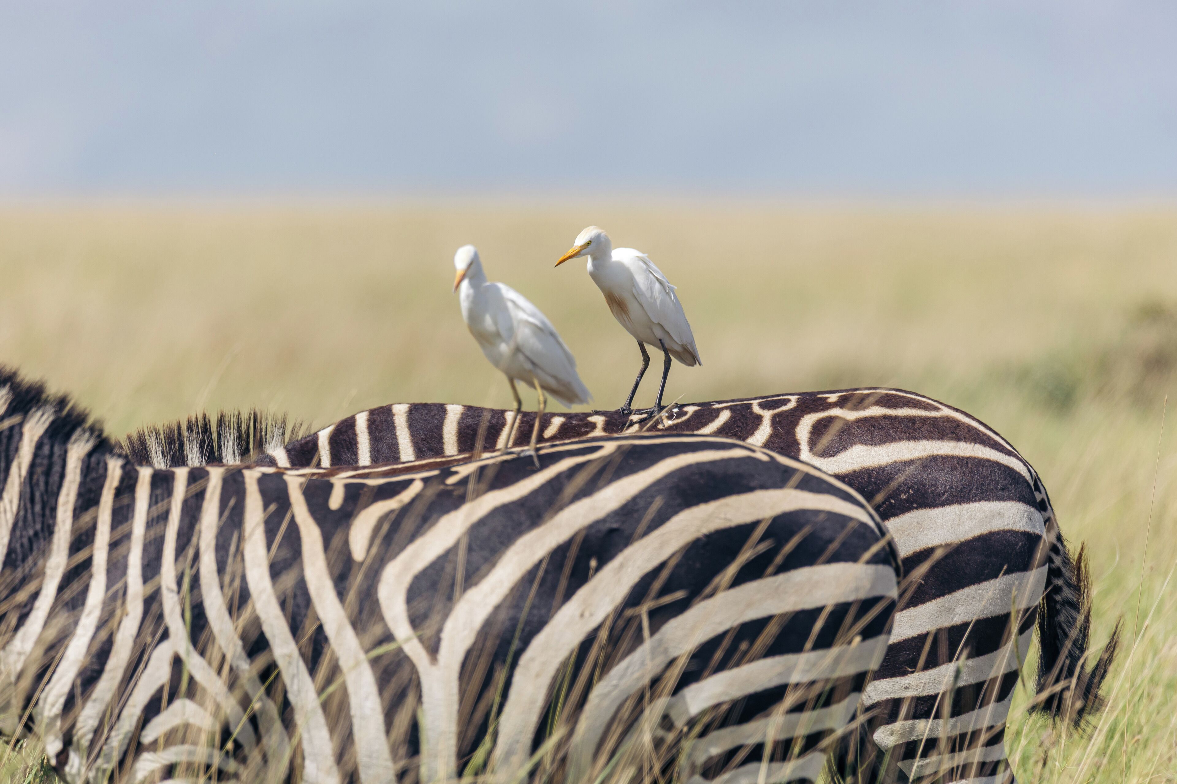 Two birds perched on a zebra in a grassy field.