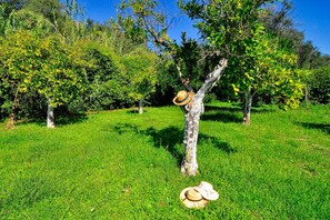 Ein Baum mit einem Hut auf einem Ast und einem Hut am Boden.