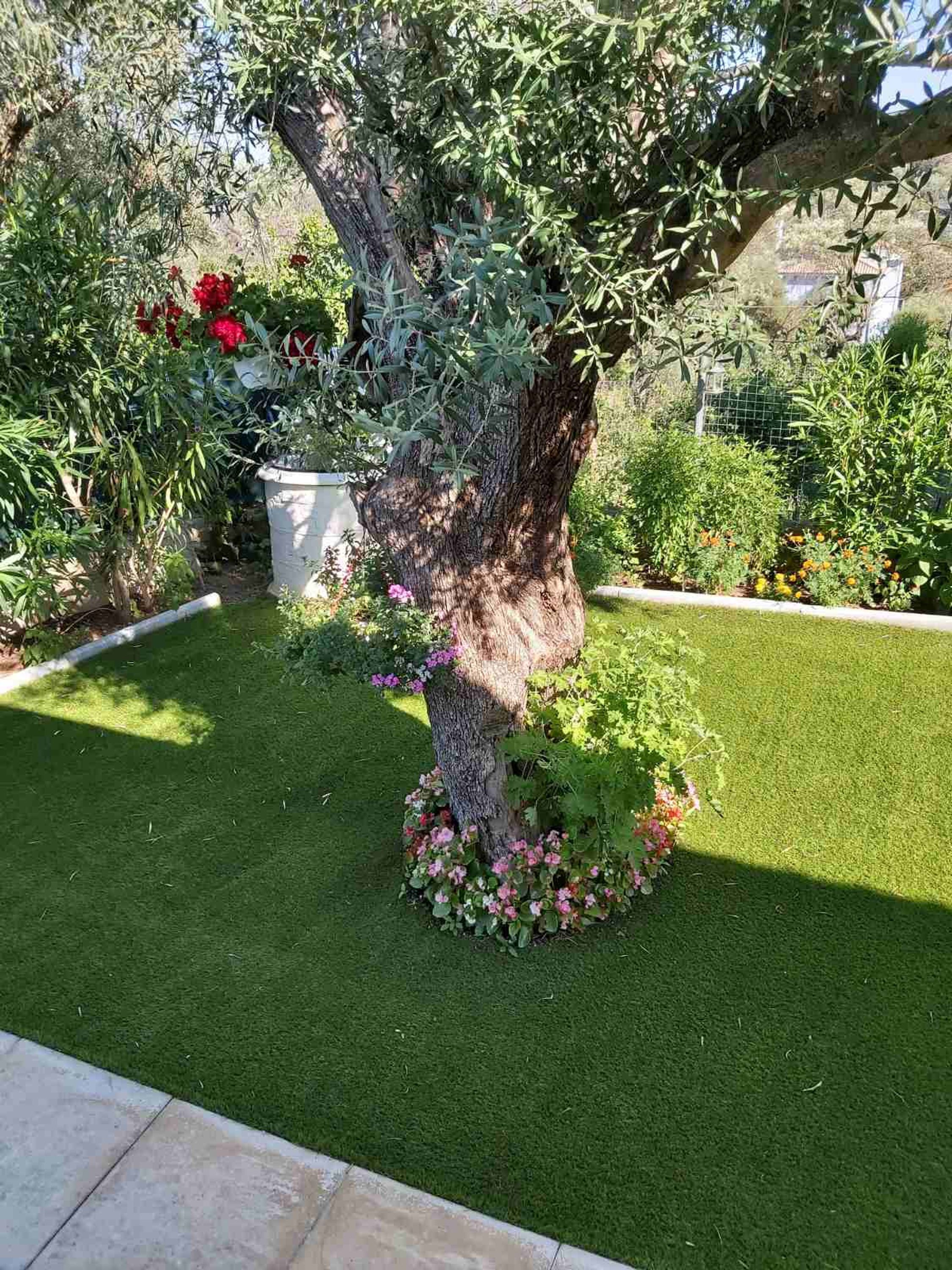 A well-maintained garden with a tree, various plants, and flowers.