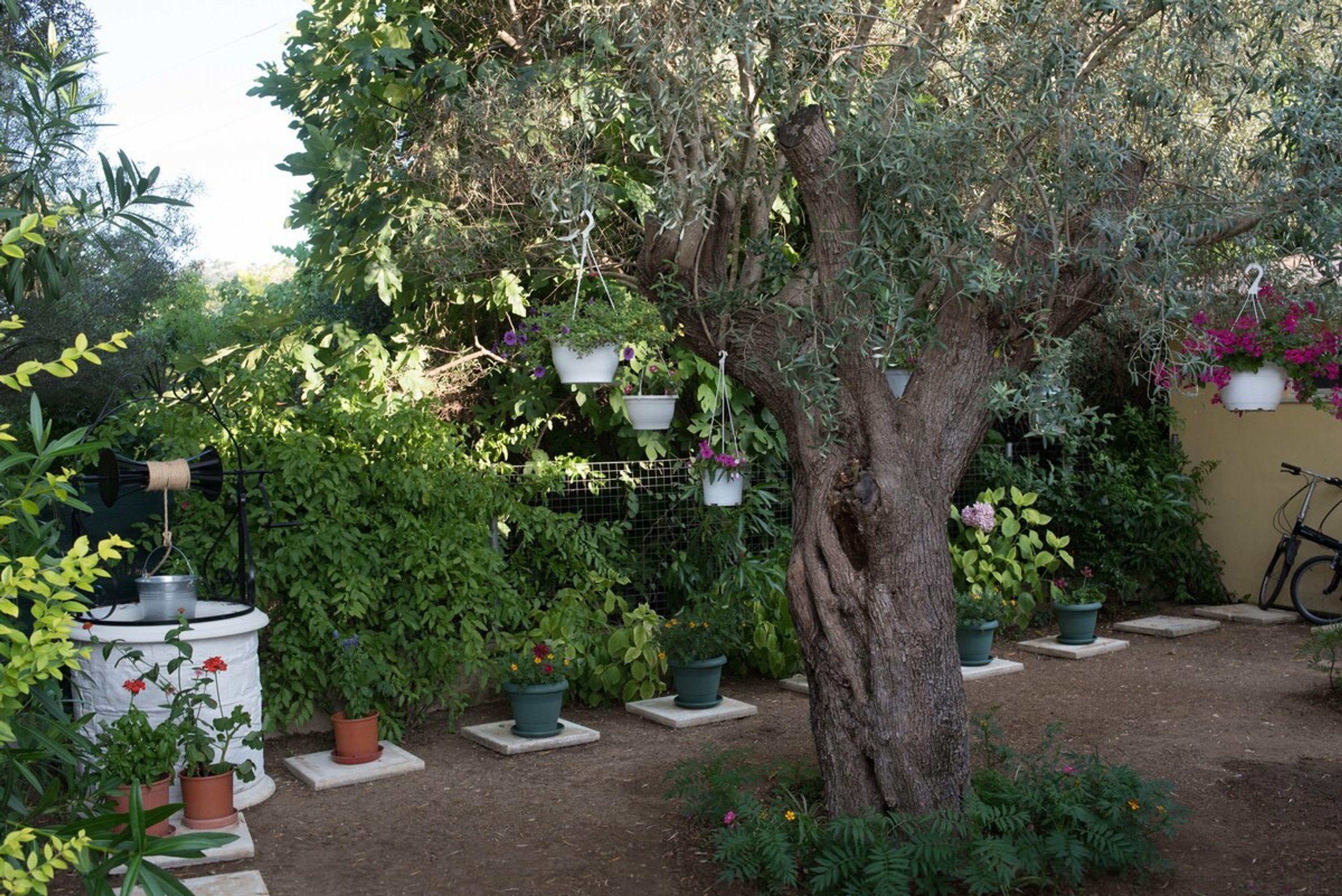 A garden with a large tree, various potted plants, and a fountain.