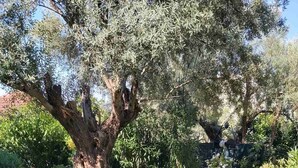 Un jardin bien entretenu, avec un grand arbre, une pelouse et diverses plantes.