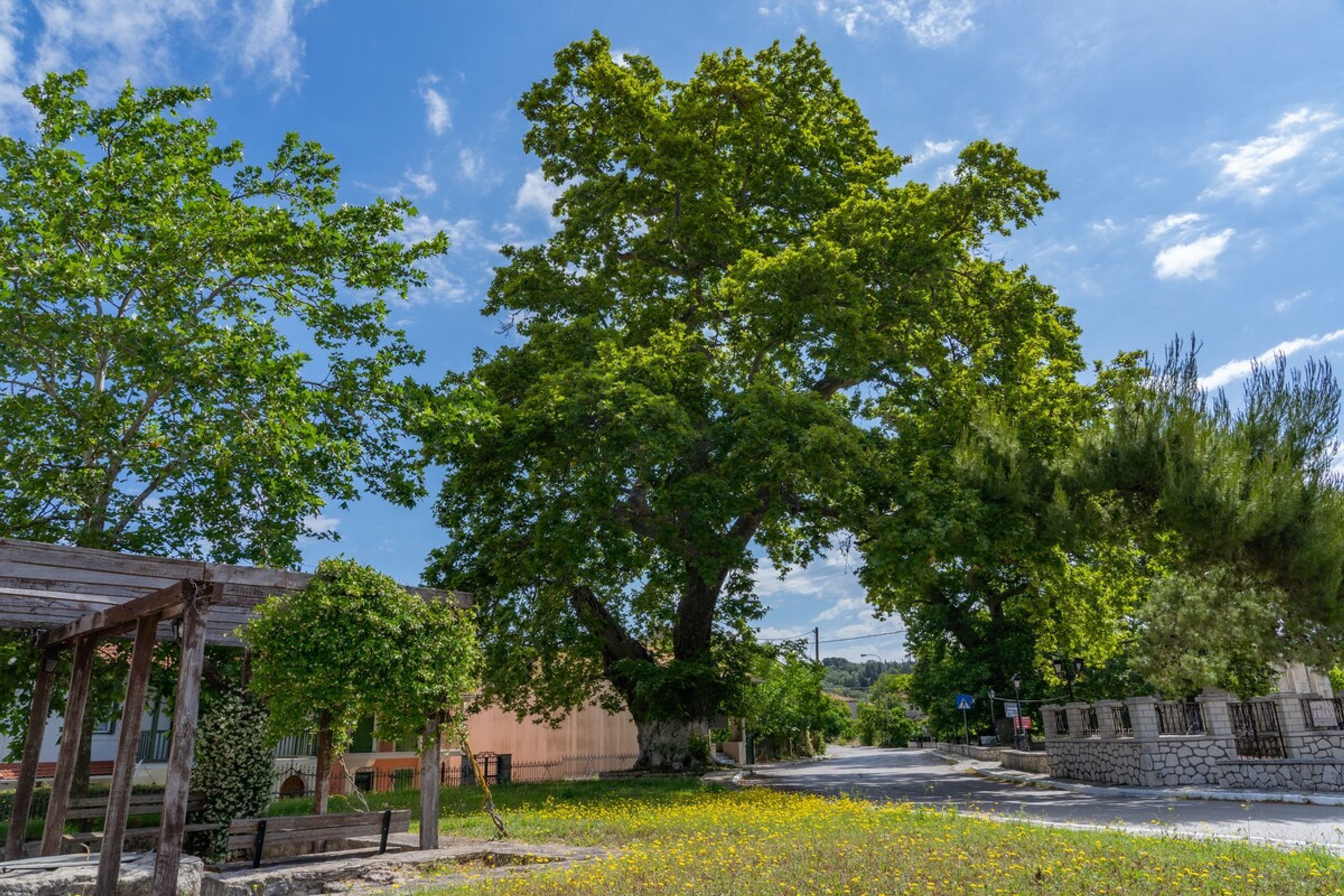 Ein Park mit einem großen Baum, einer hölzernen Bank und einer Steinmauer.