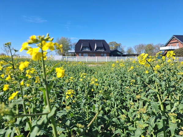 A field of yellow flowers with a white fence and a house in the background.