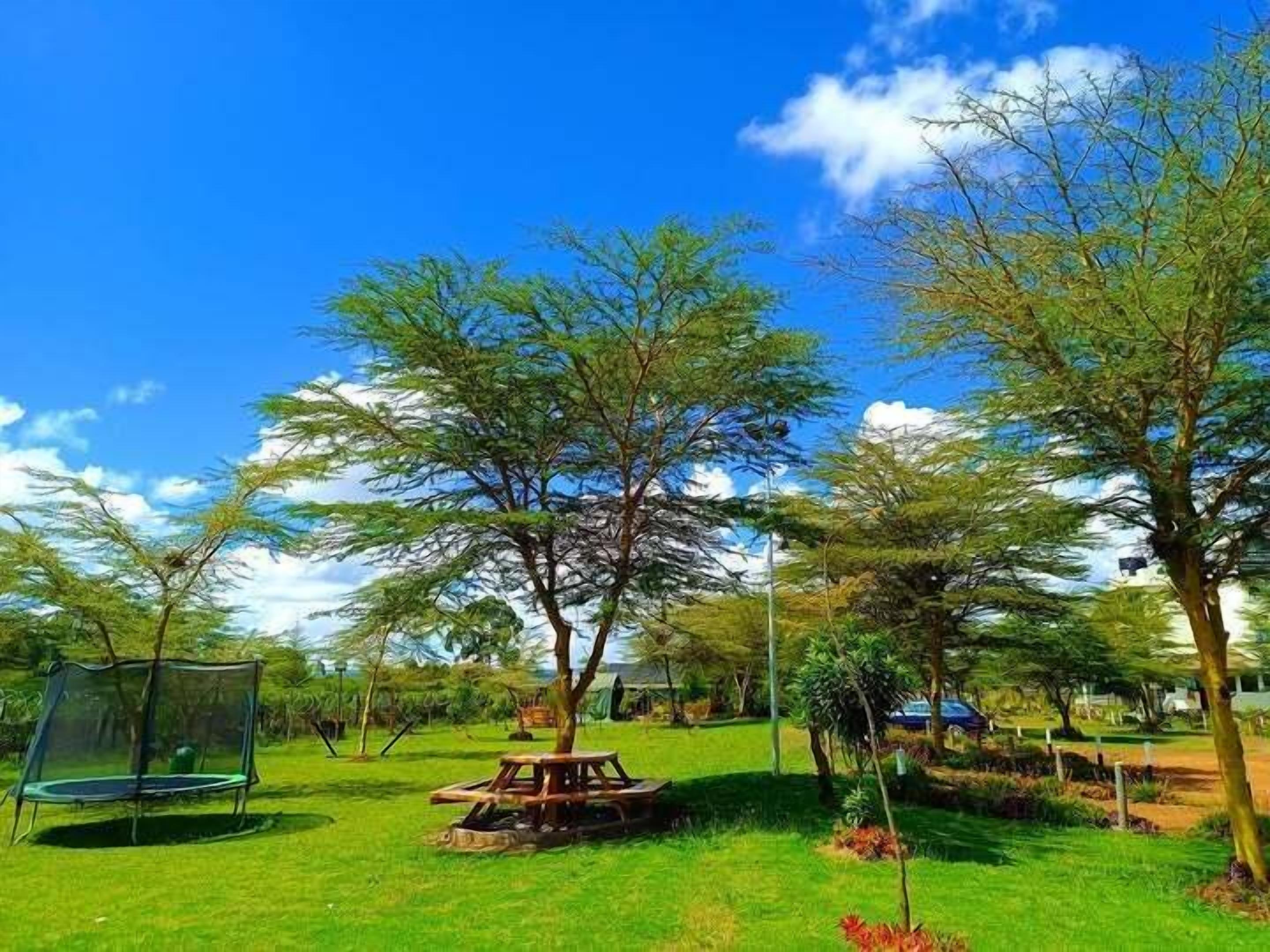 A park with a trampoline, picnic table, and trees.
