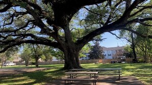 A park with a large tree, picnic tables, and a building in the background. - Downtown Historic home steps away from Festival International (Lafayette)