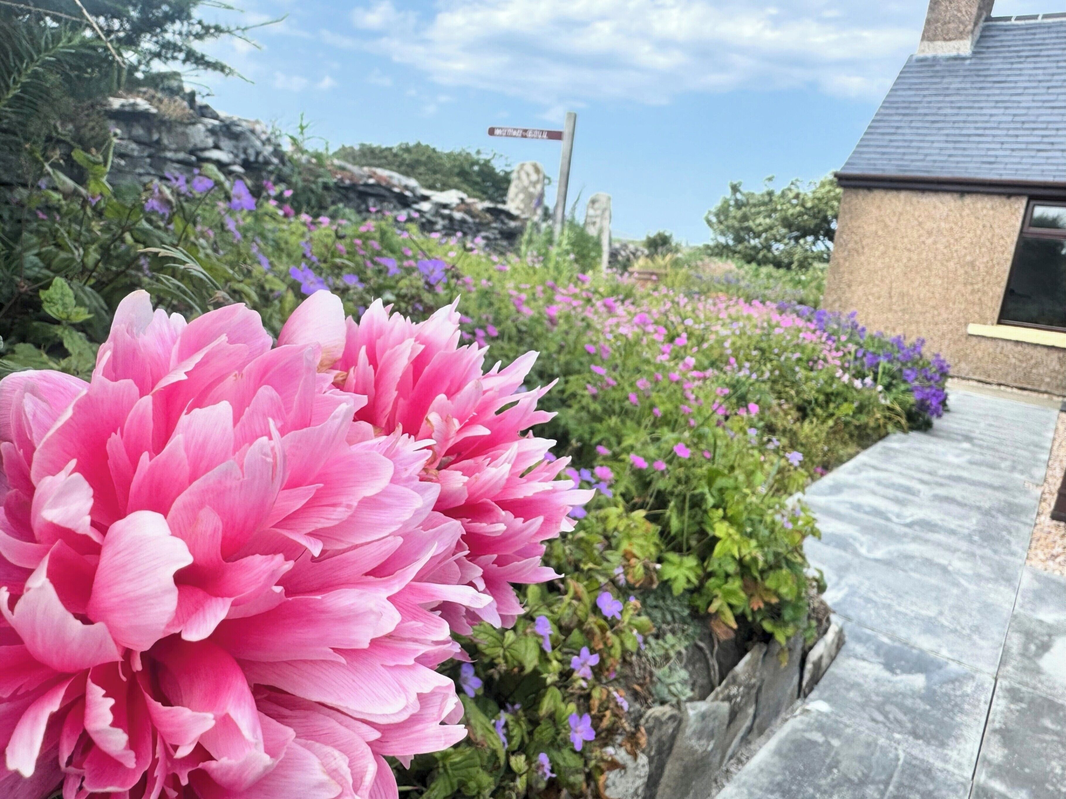 A garden with pink flowers and a stone wall.