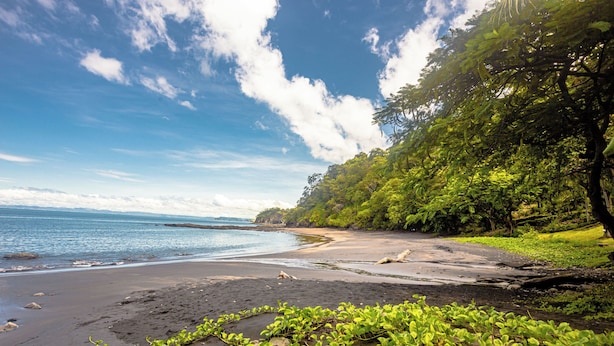 A beach with a clear sky, calm water, and lush greenery.