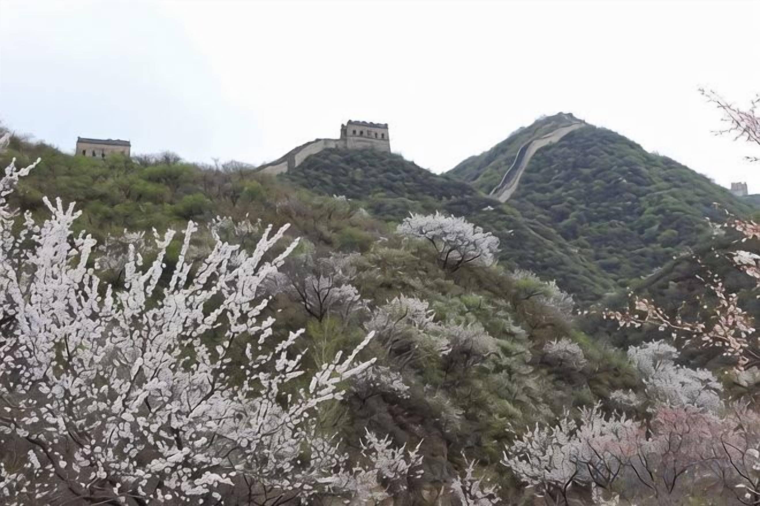 A mountainous landscape with a prominent wall structure, likely a historical site, and blooming trees in the foreground.