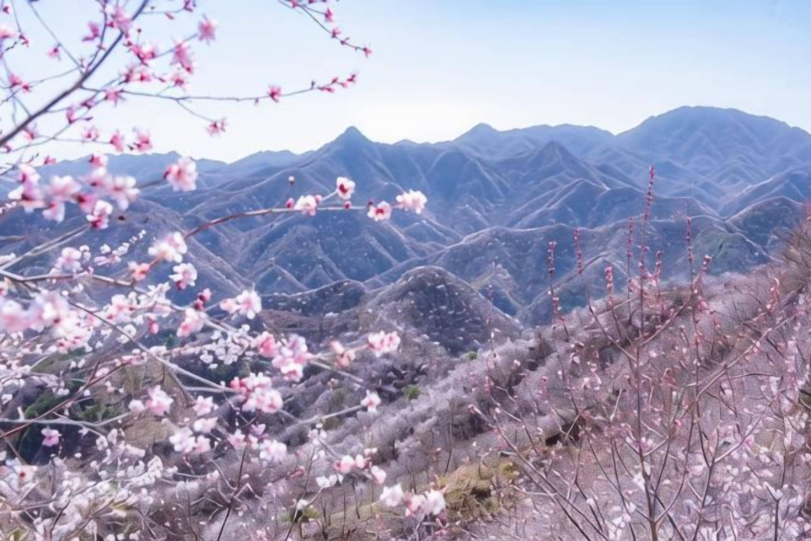 A mountainous landscape with blooming trees.