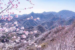 A mountainous landscape with blooming trees.