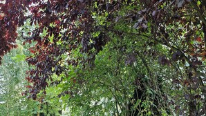 A patio area with outdoor furniture, surrounded by lush greenery and trees. - Garden apartment with terrace (Kassel)