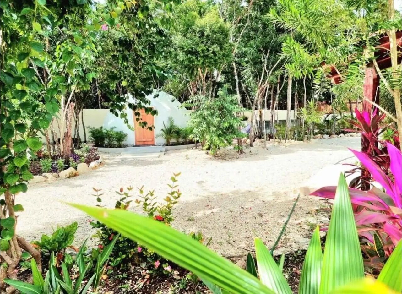 A garden with various plants and a pathway leading to a building with a door.