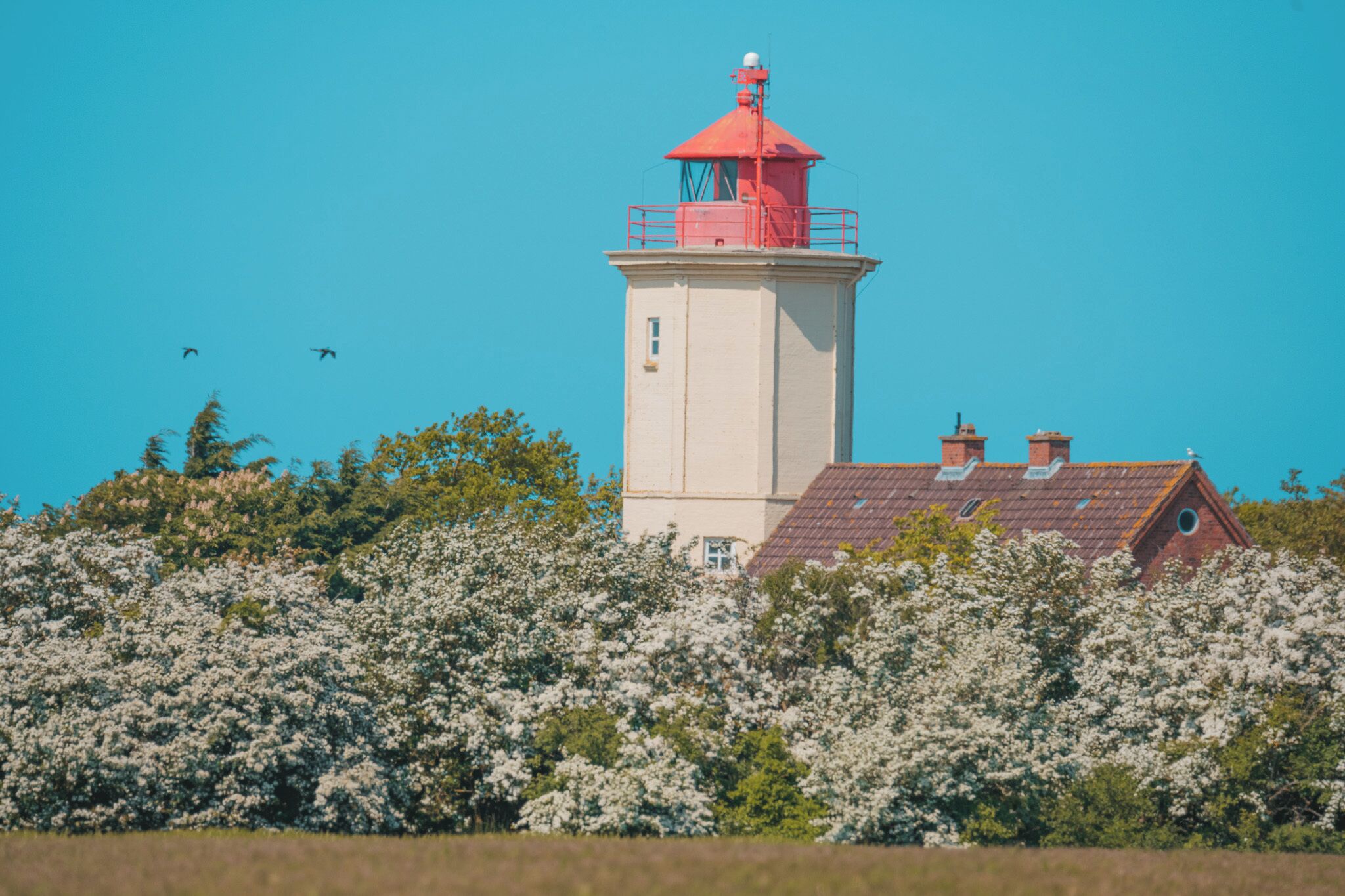A lighthouse with a red top, surrounded by blooming white flowers and a clear blue sky.