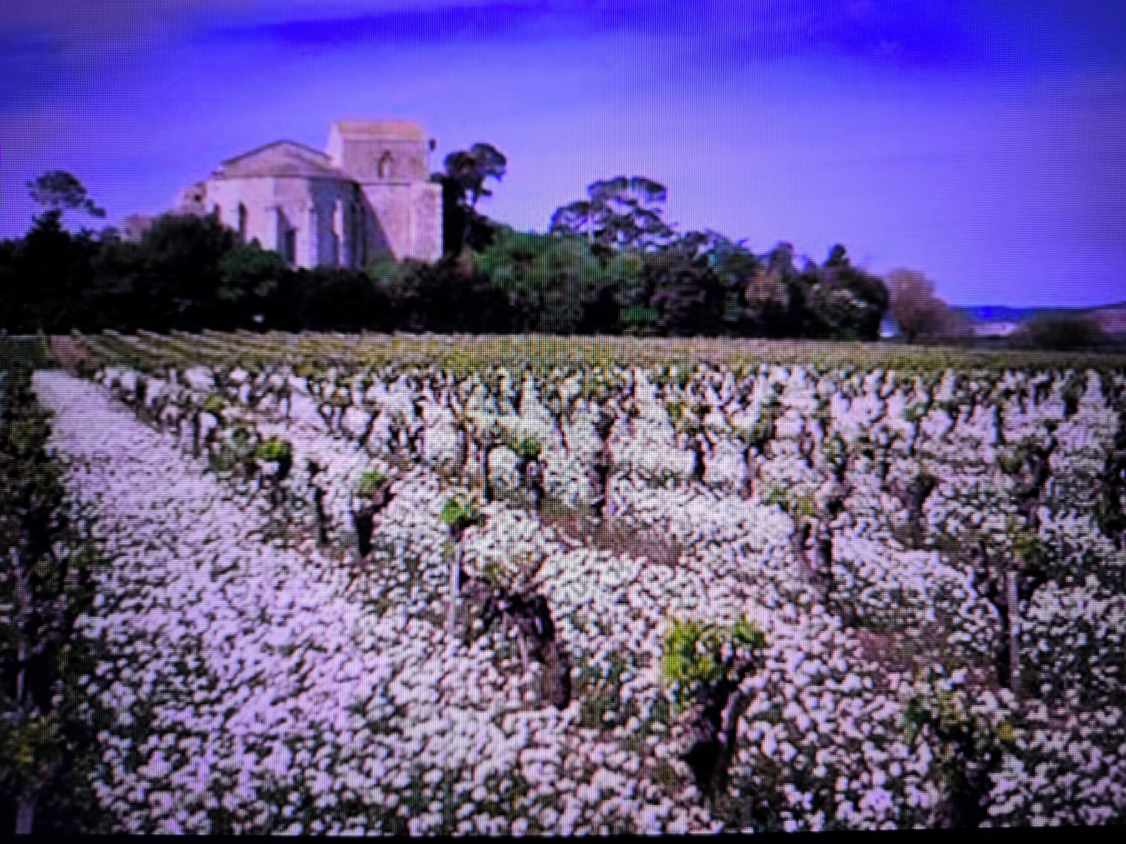 A vineyard with rows of grapevines and a building in the background.