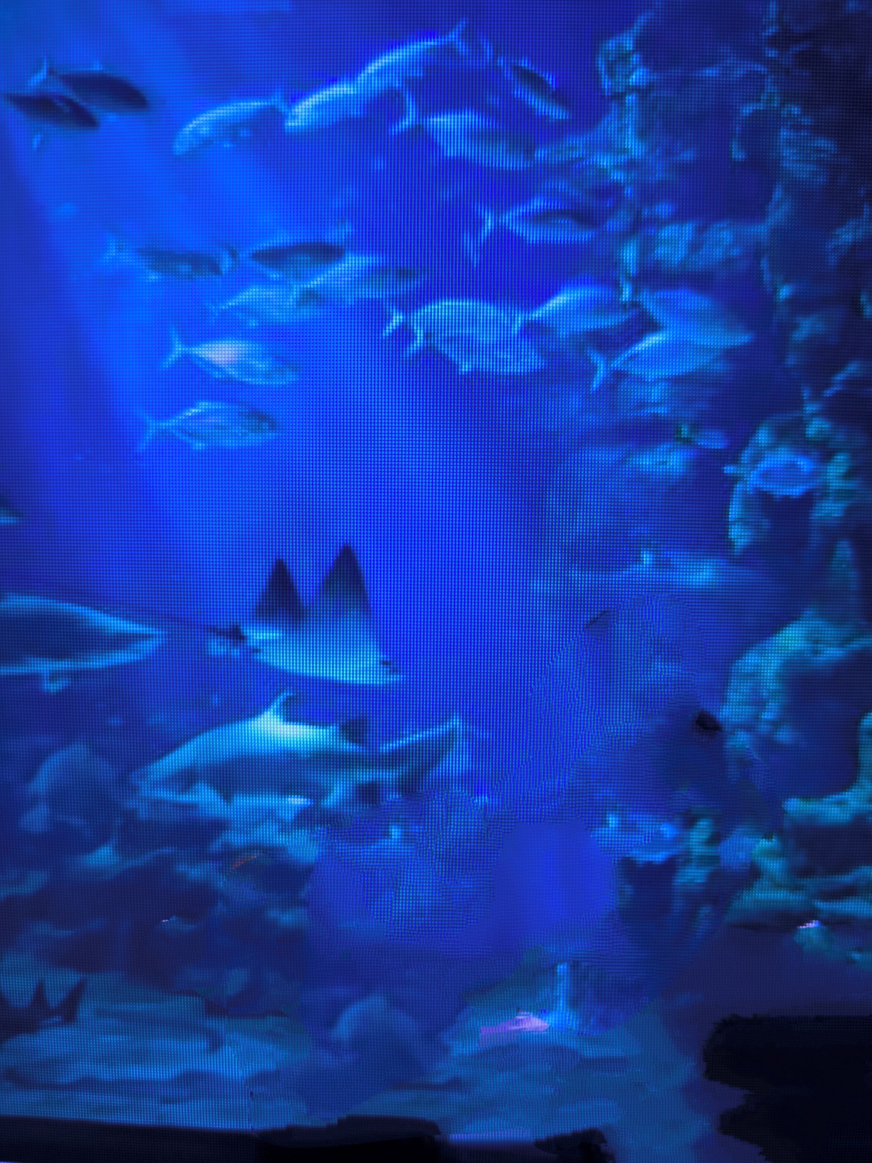 An aquarium with various fish species swimming in a blue-lit environment.