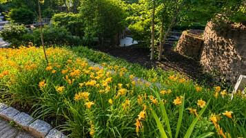A garden with a stone wall, a paved walkway, and various green plants and yellow flowers.