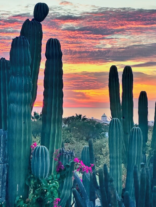 Tall cacti with a sunset in the background.