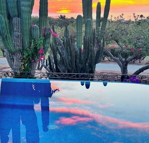 A pool with a sunset view, surrounded by cacti and flowering plants.