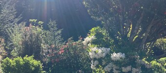 Charming 1-bedroom house surrounded by trees just outside tranquil Waldport