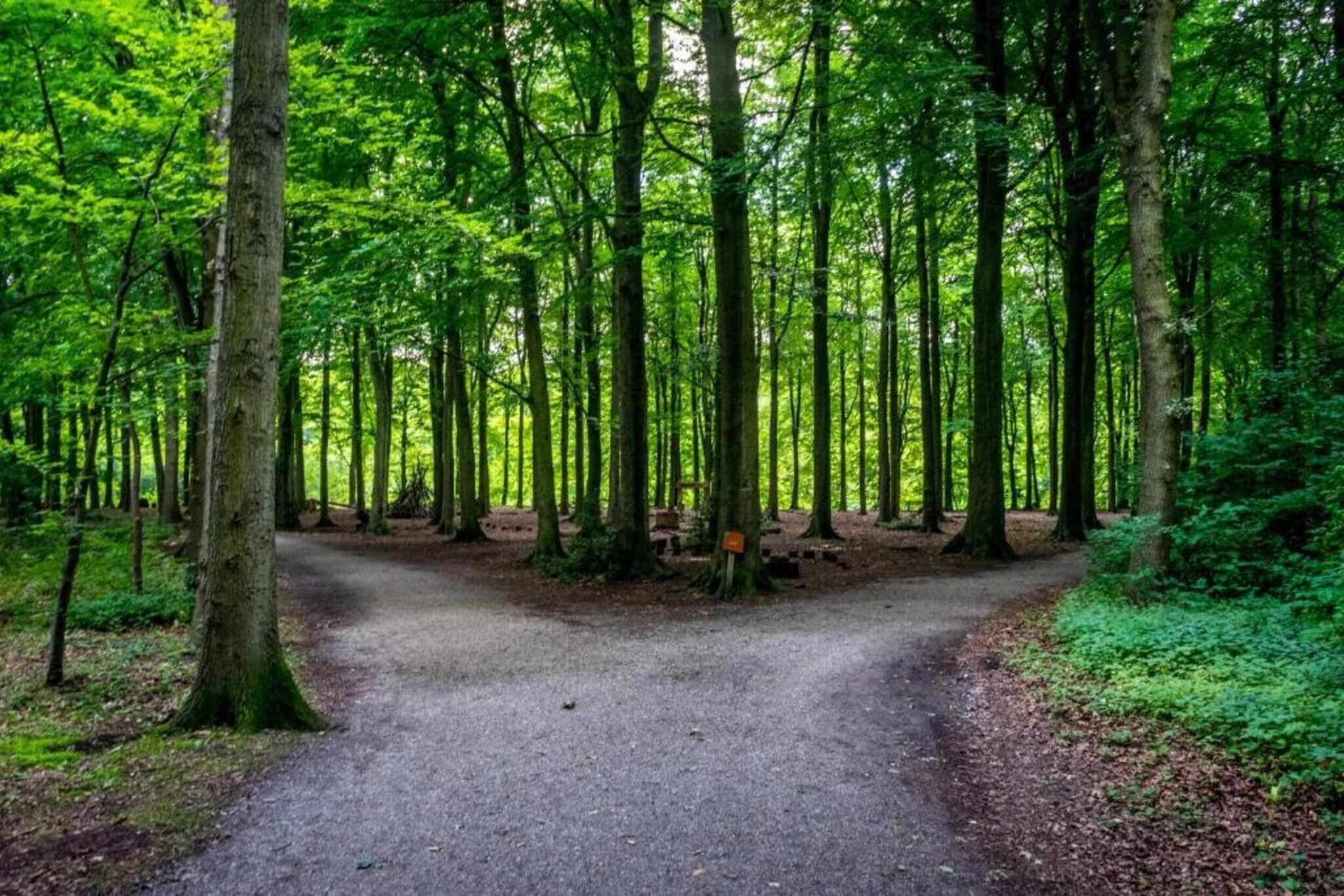 A forested area with a gravel path leading through tall trees.