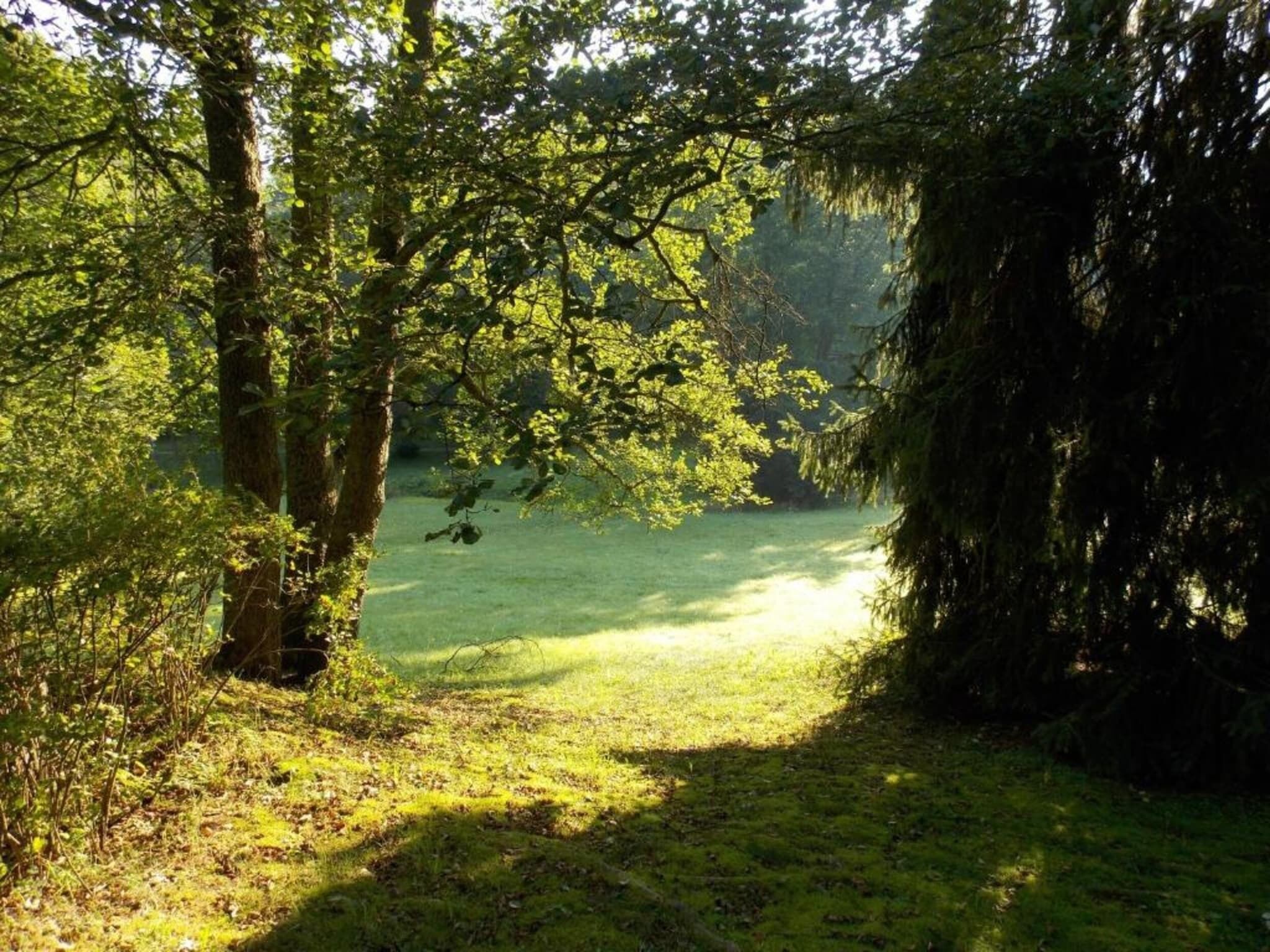 Un área boscosa con un sendero cubierto de hierba que serpentea entre los árboles.
