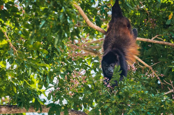 Un gorila en su hábitat natural, rodeado de follaje denso y ramas.
