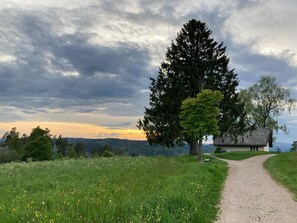 A rural landscape with a dirt path leading to a house surrounded by trees and a field of yellow flowers.
