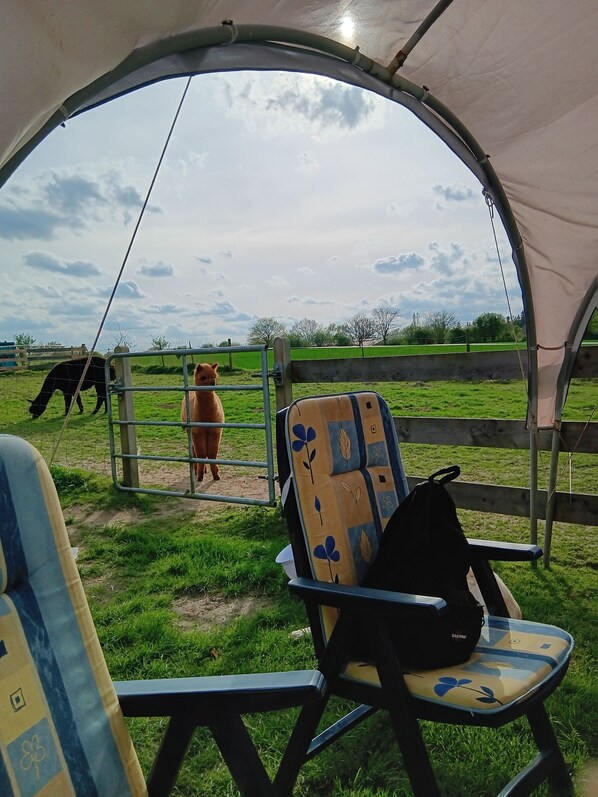 A tent with a view of a grassy field and a horse. Inside, there are two chairs with a floral pattern and a black bag on one.