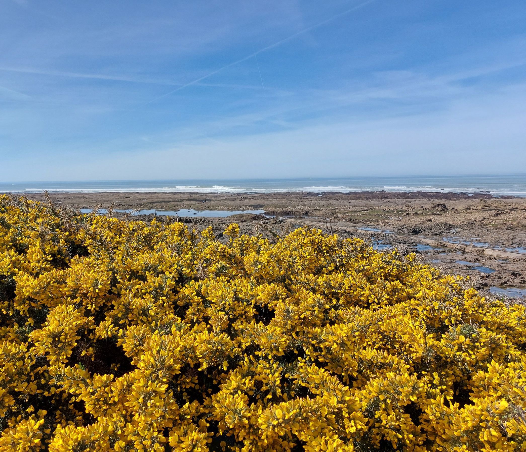 A coastal landscape with yellow flowers in the foreground and a view of the ocean in the background.