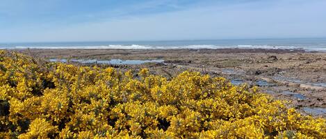 A coastal landscape with yellow flowers in the foreground and a view of the ocean in the background.