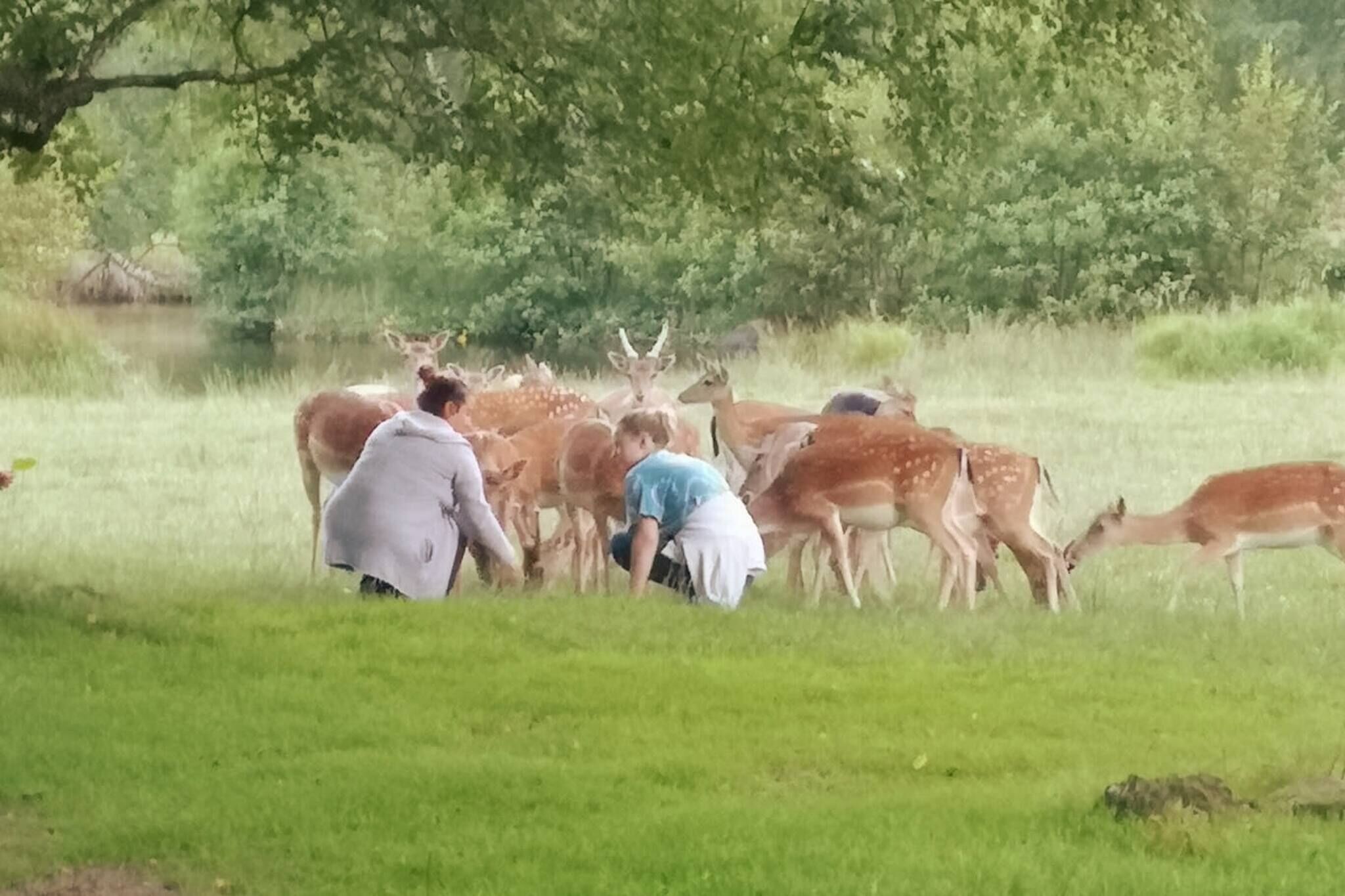 A group of deer in a grassy field with trees in the background.