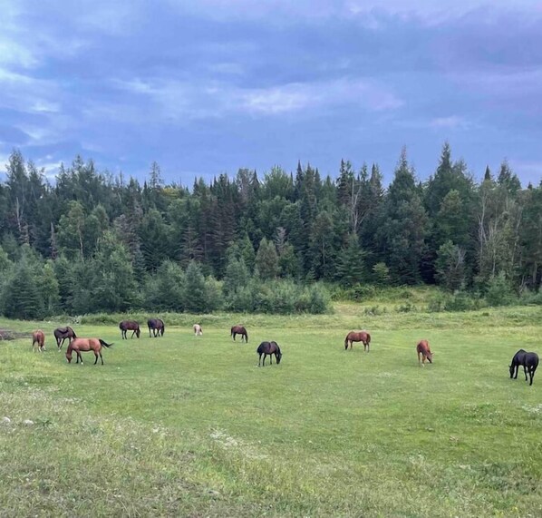 Un champ verdoyant où paissent des chevaux, entouré d’une forêt dense.