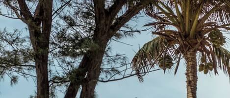 Accommodatie ligt op het strand