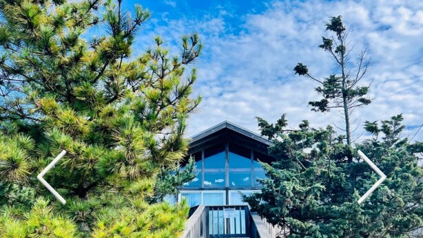 Un paseo marítimo de madera que lleva a un edificio con techo azul, rodeado de pinos.