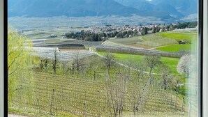 A vineyard with rows of grapevines, a distant town, and snow-capped mountains under a clear blue sky. - Enrosadira (Predaia)