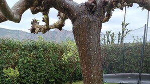 Um jardim com um banco de pedra e uma árvore.