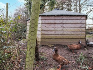 Property grounds - 2 bedroom accommodation in Rhosmeirch, near Benllech (Rhosmeirch, near Benllech)
