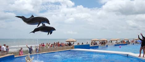 Piscine chauffée