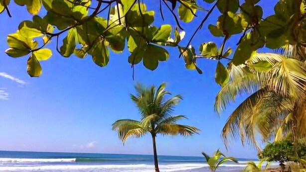 Une plage bordée de palmiers, un ciel dégagé et l’océan.