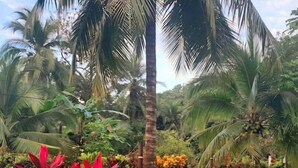 Un jardin luxuriant avec des palmiers, une pelouse et une plante rouge.