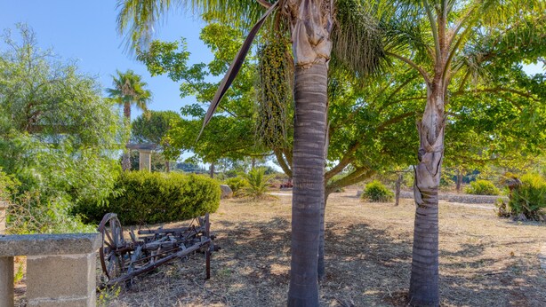 A garden with palm trees, a stone bench, and a rustic wooden structure.