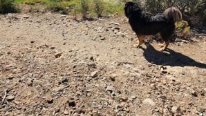 Een hond staat op een rotsachtige kustlijn, met een meer en bergen op de achtergrond.