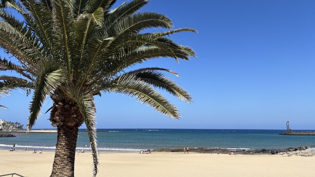 A beach with a palm tree, clear blue sky, and calm sea.