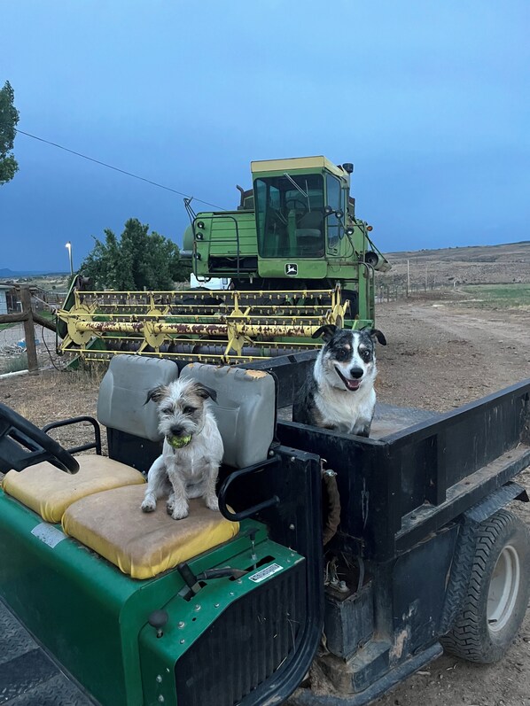 Dos perros sentados en un vehículo, con una máquina agrícola verde y amarilla al fondo.