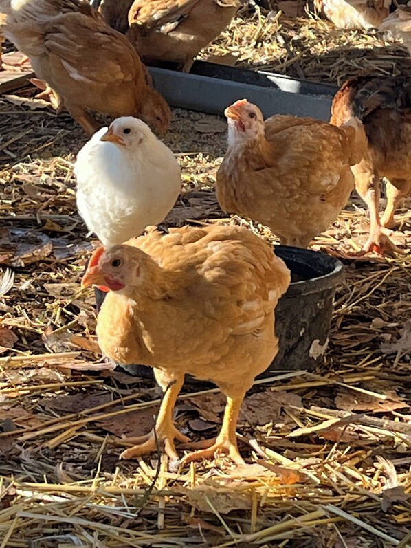 Un grupo de gallinas sobre un suelo cubierto de paja.