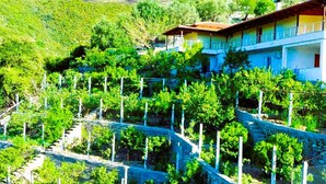 Una finca amb casa i vinya situada en un turó.
