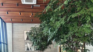 A modern indoor space with a large wooden table surrounded by chairs, a white sofa with cushions, and a large potted tree. - Charm and Sea View in the Vitoria-Alive Corridor (Vitória Salvador)