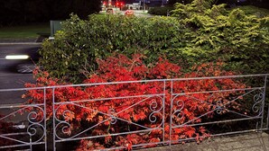 A nighttime view of a parking lot with a red-leafed bush in the foreground and a building with red lights in the background. - Comfort at Stag Lodge Just Mins Walk to Queens Park & Down Town Invercargill (Invercargill)