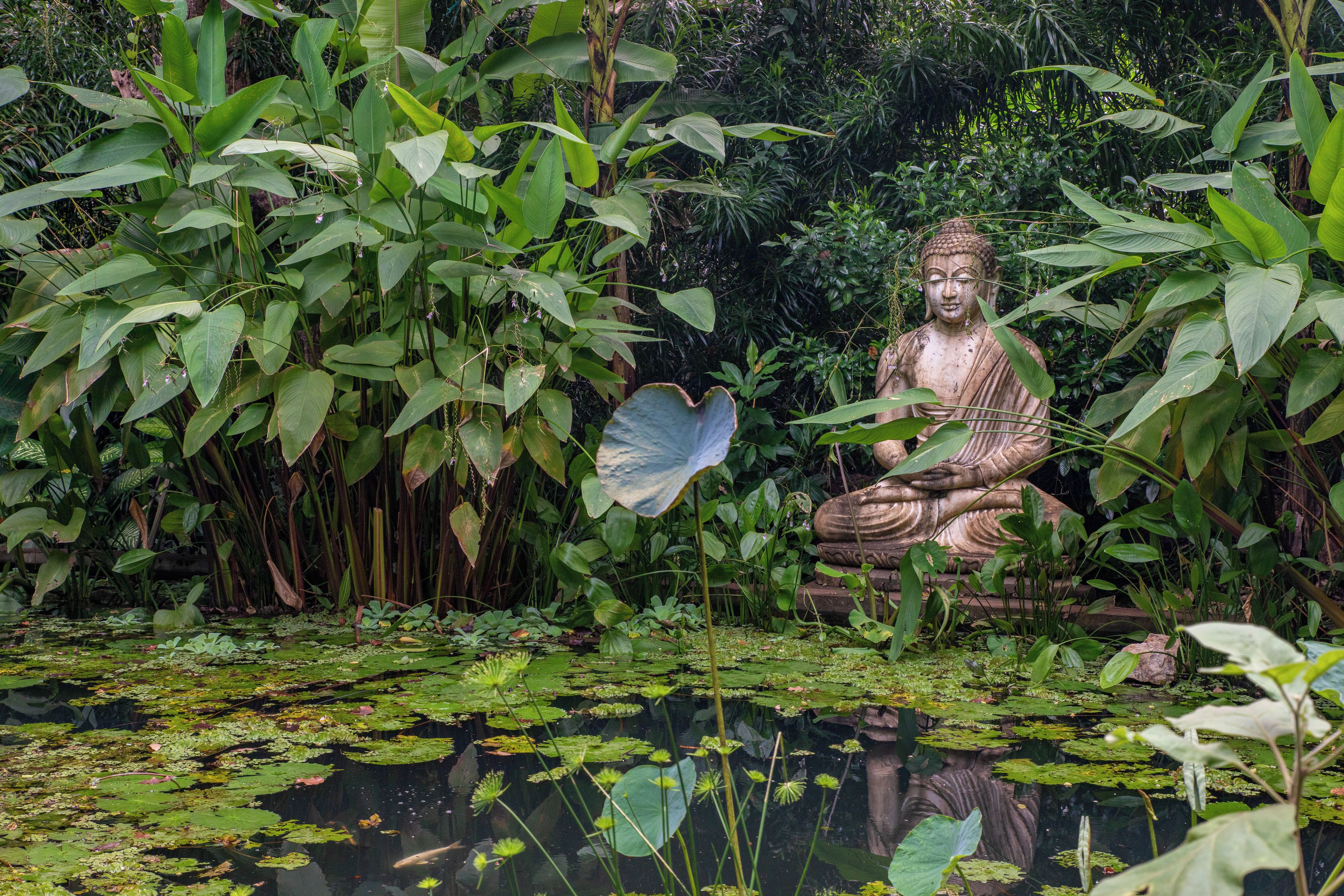 A seated statue surrounded by lush greenery and a pond with lily pads.