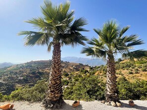 Two palm trees in a rural landscape with a view of distant hills and scattered buildings.
